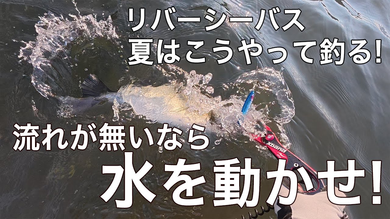 リバーシーバス 夏はこうやって釣る! 流れが無いなら水を動かせ!