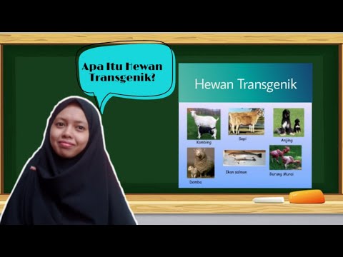 Video: Perbedaan Antara Tikus Transgenik Dan Knockout