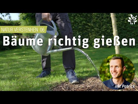 Video: Wie man neu gepflanzte Bäume wässert: Wann sollte ich neue Bäume wässern?