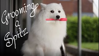 How to groom a Spitz
