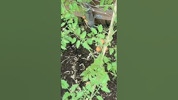 Wall Trellis, which supports climbing plants.. #raisedplanters #gardenpath #plantbeds #gardenplanter