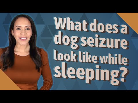 Video: Kai šunys spoksoti ir miegoti, ar jie iš tiesų turi traukulių?