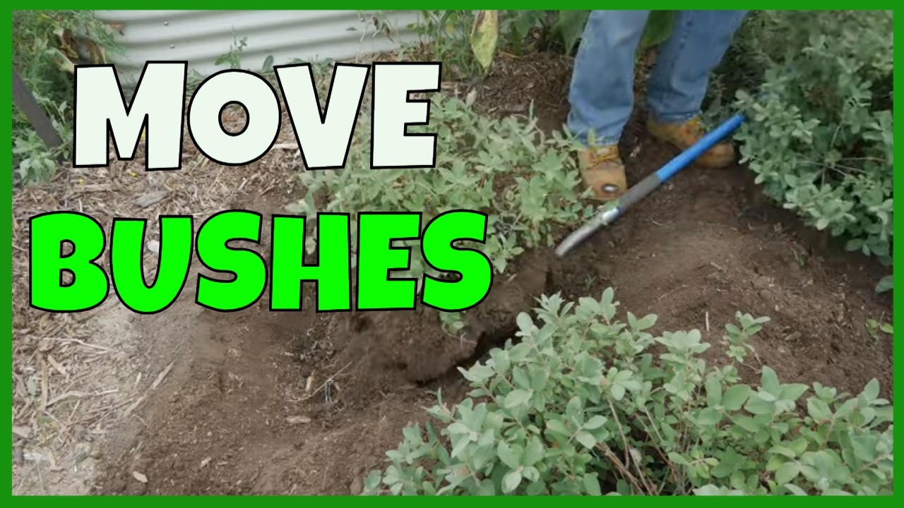 Как пересадить укоренившиеся кустарники
