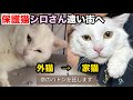 保護猫シロさん〜遠い街へ〜ずっと貴方を忘れない#かわいい猫 #保護猫 #猫のいる暮らし #子ネコ #猫好きさんと繋がりたい #ネコ #ねこ動画 #感動する話 #感動 #優しい #ほっこりする話 