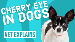 Cherry Eye in Dogs