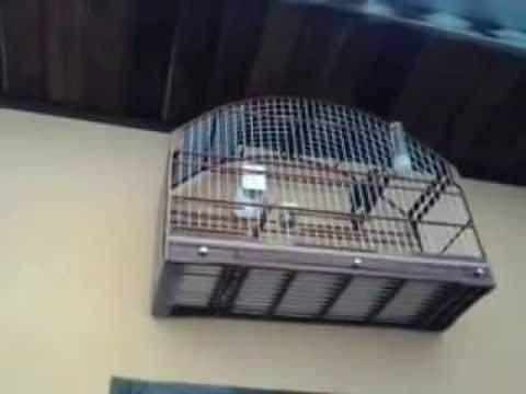 Canto De Trinca Ferro Tio João Pedro Boi Trinca Ferro Bom Dia Seu Chico Com Boi E Tio Joao Pedro Youtube