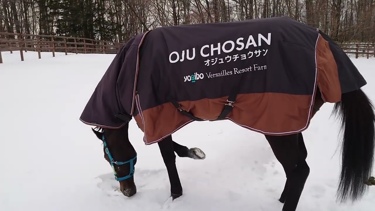 オジュウチョウサン初めての外出｜ヴェルサイユリゾートファーム