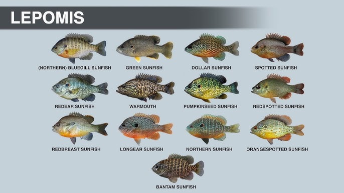 Identify Any Common Sunfish  Koaw's Guide to Sunfishes (Lepomis