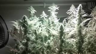The grow must go on