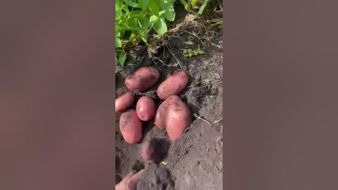 белорусский картофан - YouTube