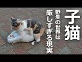 【子猫を襲う母猫!?】野生の世界は厳しすぎた結果…