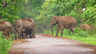 Wildlife By Jasoprakas