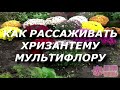 Рассаживаем хризантему мультифлору