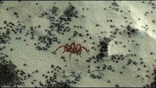 Mars - Perseverance Rover - Explosion of Spiders on the surface of Mars - Invasion of Spiders