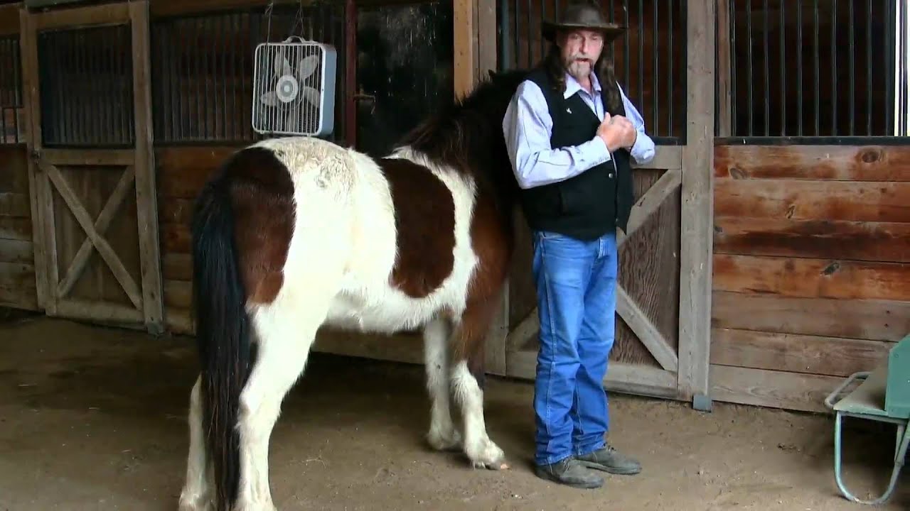 How Horses sleep standing up ! YouTube