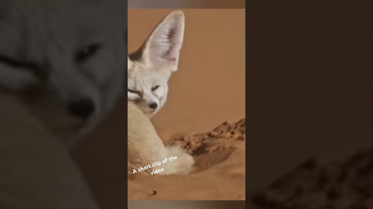 "Fascinating Foxes: Unveiling the Secrets of Nature's Cunning Hunters" 