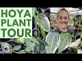 Special Hoya Greenhouse visit - Paul Shirley Succulents | Plant with Roos