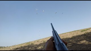 Vidéo 4K Chasse Pigeons OCT 2023 Beaucoup de tirs Plusieurs doublés de pigeons !!!!!!!