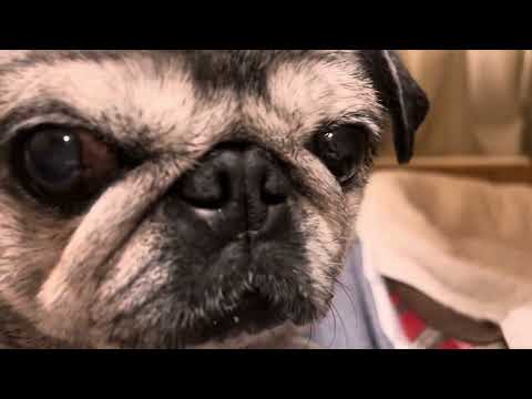 2025/9/14パグのマリアさん。Pug Maria.
