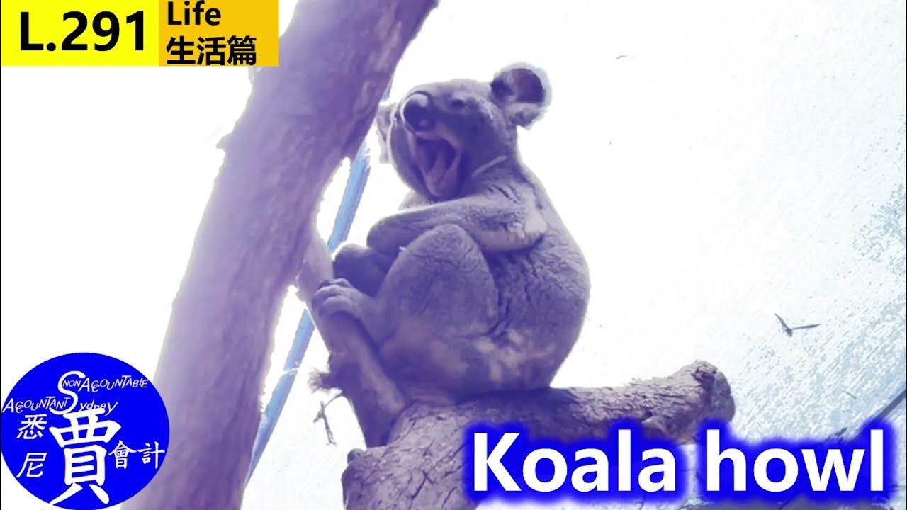 What does a koala howl sound like 考拉嚎叫是什么声音？悉尼考拉公园 Koala Park Sanctuary