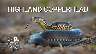 Highland Copperhead, One Of The Most Venomous Snakes Of Australia
