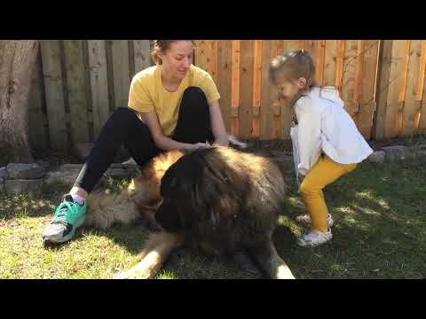 Diary of a Leonberger in Self Isolation. Entry 2