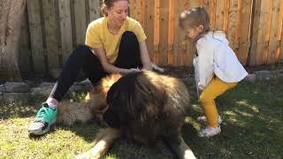 Diary of a Leonberger in Self Isolation. Entry 2 by SquishStine 2,133 views 4 years ago 2 minutes, 1 second