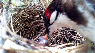 Mommy Bird Feeding Its Tiny Babies!