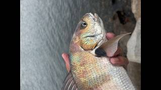 Southern California Surf Fishing Report 5 29 26 #fishthesurf #corbina #halibut