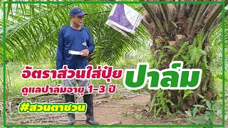 🌿อัตราส่วนการใส่ปุ๋ยปาล์มปริมาณปุ๋ย+การดูแลปาล์มเล็ก [ปาล์มอายุ 1-3ปี] #สวนตาชวน #palm  Oil