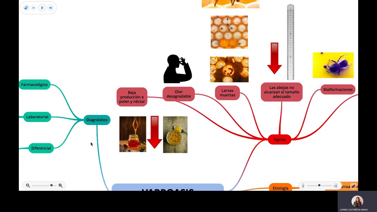 Varroasis por María Gómez Castañeda