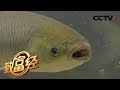 《致富经》 生物学博士把一斤草鱼价格提升50%多的秘密 20180625 | CCTV农业