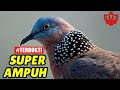 Pancingan Suara Burung Derkuku Tekukur Super Ampuh Mp3 - Mp4 Download