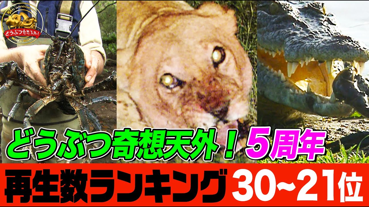 【総再生数3億回超】毒ザル・ヘビを喰うヘビ・ハイエナVSライオン「どうぶつ奇想天外！」５周年記念・再生回数ランキング30位～21位まとめ【どうぶつ奇想天外／WAKUWAKU】