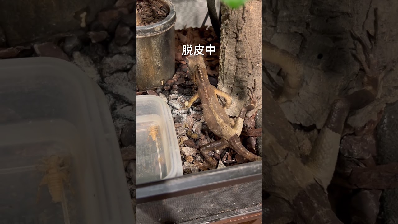 #ナタリアクシトカゲ