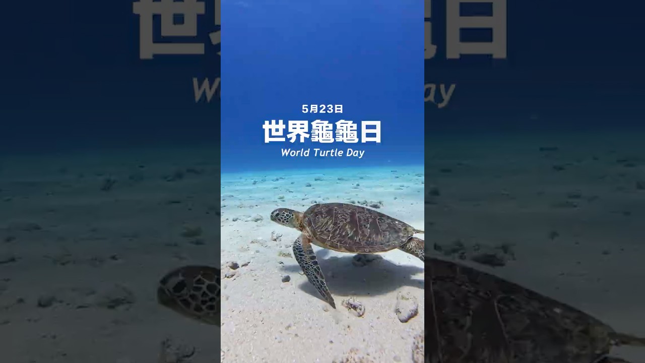 珊瑚礁體檢遇見海龜！世界烏龜日一起守護海洋｜自然環資 TNF #珊瑚礁體檢 #世界烏龜日 #worldturtleday 縮圖
