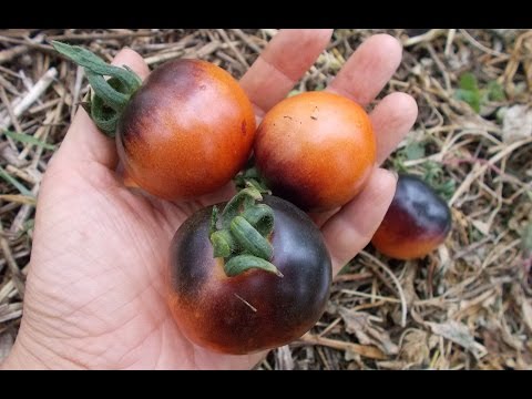 Video: Tomat Indigo Rose: sortsbeskrivelse, dyrking, anmeldelser