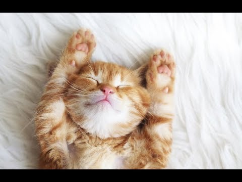 癒し注意 猫ちゃんの超絶可愛い動画 2 Youtube