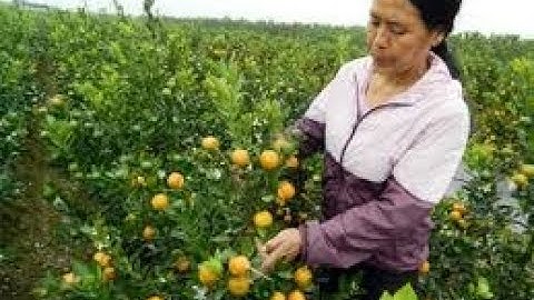 Quất thế đẹp cho năm 2020 - quất cảnh văn giang hưng yên