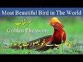 Most beautiful bird of the worldsurkhab