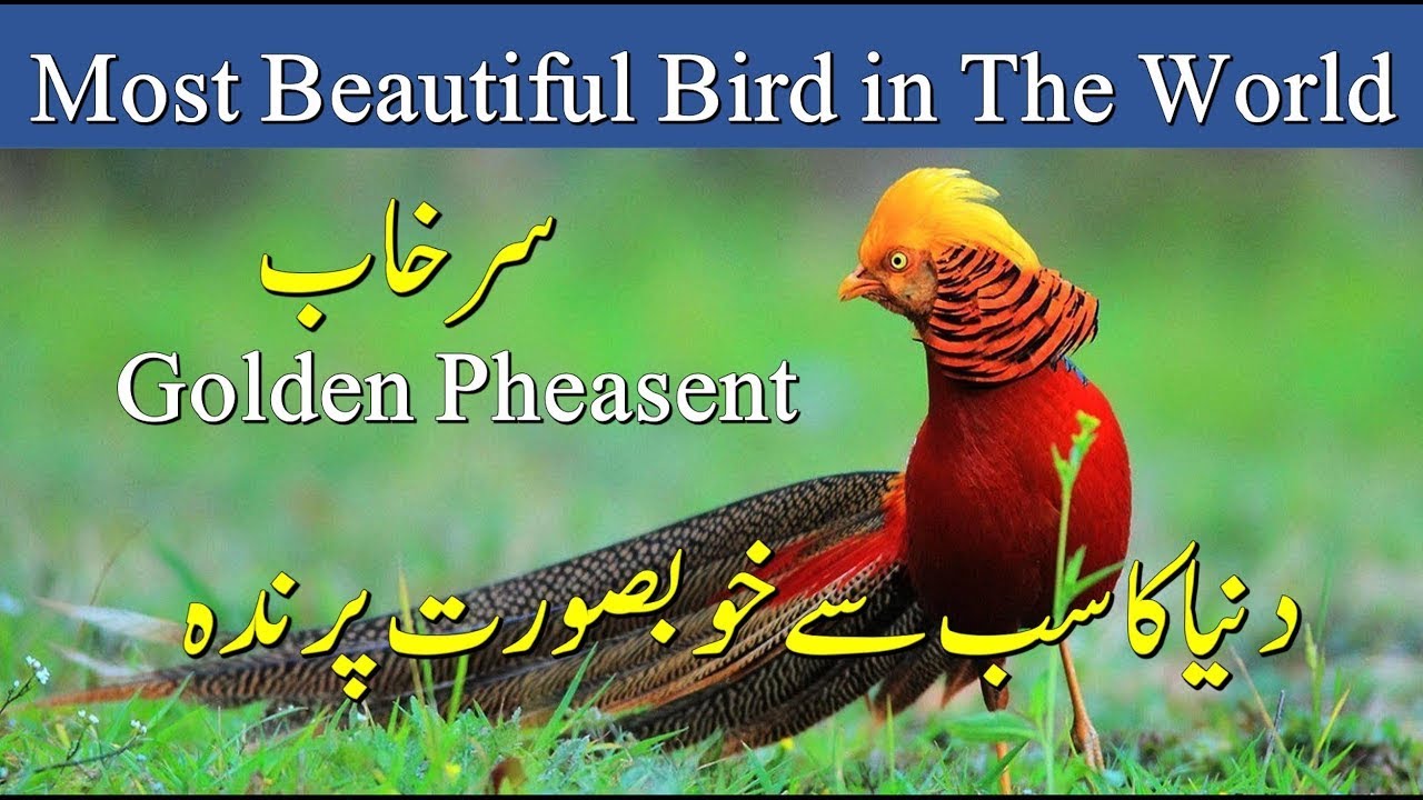 Download Most Beautiful Bird Of The World(Surkhab)
