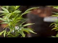 Tour of Medical Marijuana Growing Facility