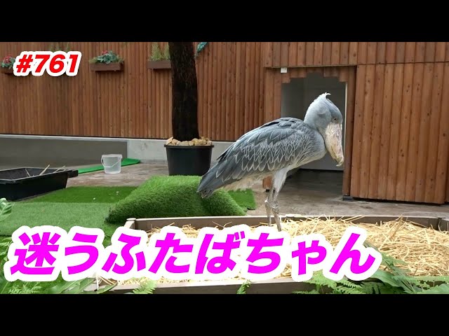 何だか様子がおかしいハシビロコウ【2月のふたば2】FUTABA in