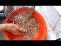 Cooking 1000 RIVER WORM in Vietnam - Crispy FULL river WORM - Vietnam street food