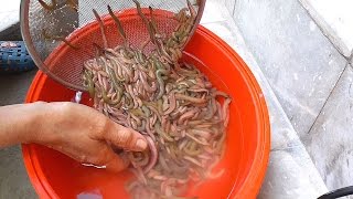Cooking 1000 RIVER WORM in Vietnam - Crispy FULL river WORM - Vietnam street food