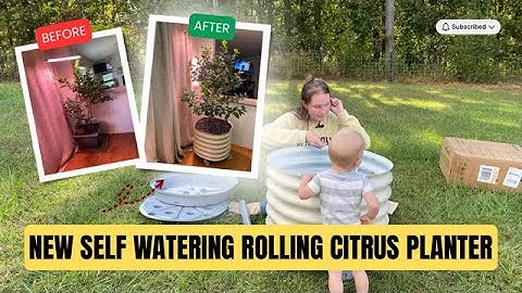 Self-Watering Rolling Citrus Tree Unboxing | Vego Bed Review
