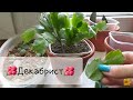 Комнатные растения🌱Декабрист (шлюмбергера)🌺Пересадка взрослого, укоренение, размножение сигментами🌿