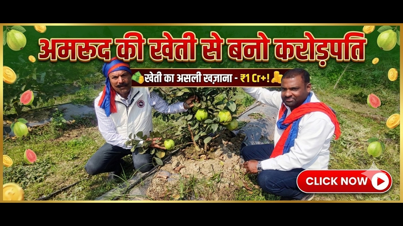अमरुद के साथ सहफसली खेती करके कैसे बनें करोड़पति