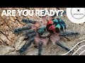 Your 1st tarantula / What to expect
