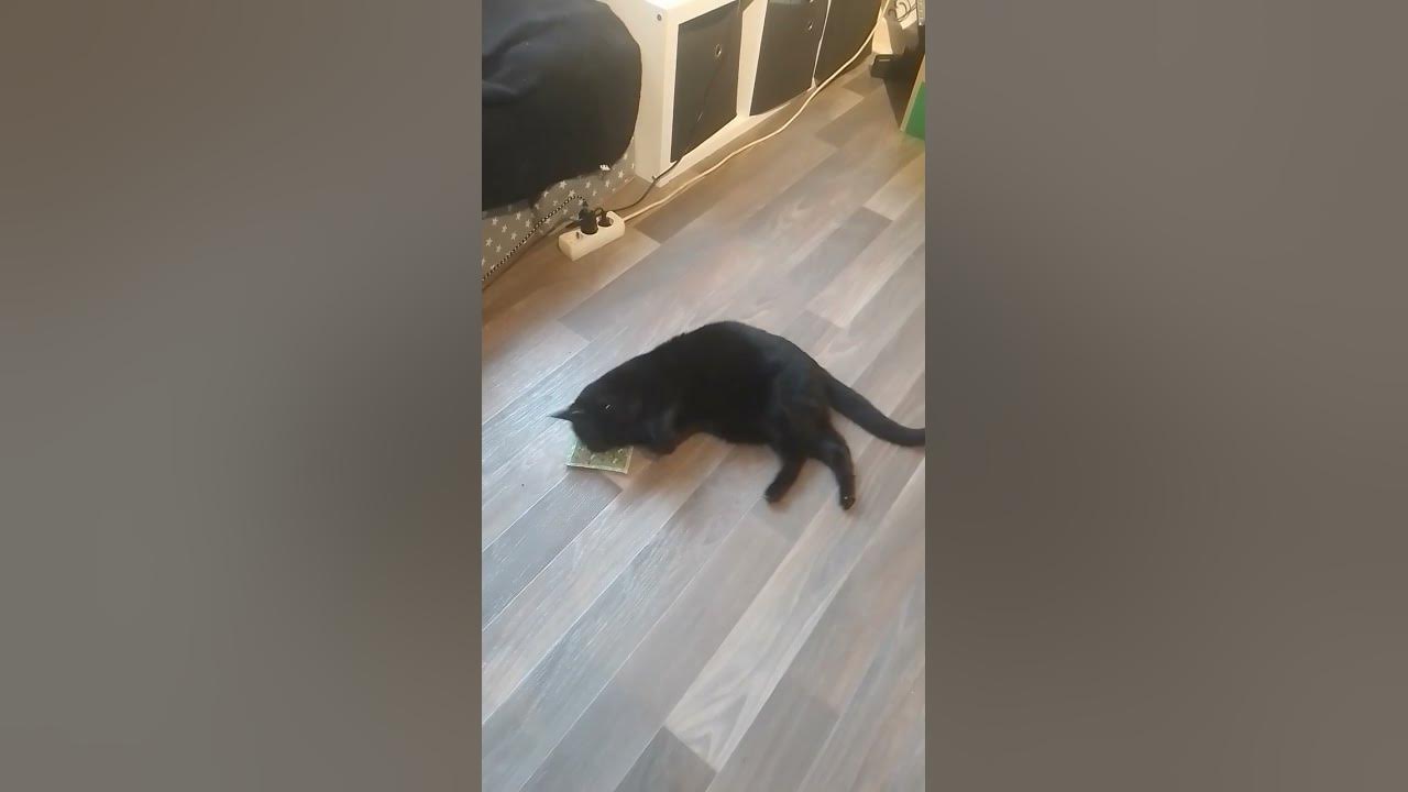 Katze auf Drogen 4 - YouTube